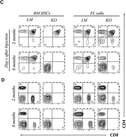 Fig. 3. Four-color flow cytometry analysis of T and B lymphocyte subpopulations in the thymus, BM, and lymph node of chimeric mice. The mice were killed at 2 or 8 months after injection of HSCs. Gate used to define donor-derived cells were set according to the expression of Ly5.2 and Ly5.1. Results shown are representative of eight experiments. B cell subpopulations in BM (A) and lymph node (B) of chimeric mice. Single cell suspensions of BM cells were stained with donor-specific MoAb (anti-Ly5.2), B220, Gr-1, and IgM. The two-color contour plots of the expression of B220 and Gr-1 are shown (A, upper) and expression of B220 and IgM is shown (A, lower). Two color contour plots of B220 and IgM expression analyzed at 2 months (upper) and 8 months (lower) are shown in B. CD4 and CD8 expression on donor-derived cells in thymus (C) or lymph node (D). Two-color contour plots from analysis at 2 months after injection (upper) and 8 months after injection (lower) are shown. / (E) Short-term T-cell development in the thymus of recipient animals. Purified HSCs from bcl-2−/− or +/− BM are injected into 6.5 Gy irradiated RAG-2 KO recipients, and analyzed for CD4, CD8, or TCRαβ expression on donor-derived cells in thymus at indicated periods after transplantation. Two-color contour plots of CD4 and CD8 expression (upper) or single color histogram of TCRαβ expression (lower) are shown. (F ) PCR analysis of D-Jβ and V-DJβ gene rearrangements in the thymocytes. Genomic DNA prepared from thymocytes of indicated recipient animals was subject to the gene rearrangement analysis using indicated PCR primers and probes, as describe in Materials and Methods. In all experiments measuring DNA rearrangements, equal amounts (0.5 μg/reaction) of genomic DNA were used for PCR amplification to minimize possible deviation among multiple PCR reactions. The sensitivity for every PCR detection was normalized by pre-titrating PCR cycle numbers. For the analysis of D-Jβ rearrangement, unrearranged DNA gives 1.8 kb signals corresponding to germline D-Jβ2, whereas the rearrangement gives six discrete signals corresponding to rearranged D-J genes using six Jβ2 segments. For the analysis of Vβ8.2-DJβ, unrearranged DNA gives no signals, whereas the rearrangement gives discrete signals corresponding to rearranged genes. Biotinylated Hinf I fragments of pX174 DNA (726-24 bp; GIBCO-BRL) were used as a molecular weight marker.