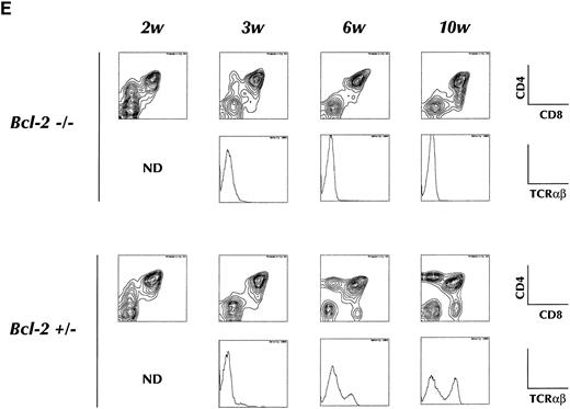 Fig. 3. Four-color flow cytometry analysis of T and B lymphocyte subpopulations in the thymus, BM, and lymph node of chimeric mice. The mice were killed at 2 or 8 months after injection of HSCs. Gate used to define donor-derived cells were set according to the expression of Ly5.2 and Ly5.1. Results shown are representative of eight experiments. B cell subpopulations in BM (A) and lymph node (B) of chimeric mice. Single cell suspensions of BM cells were stained with donor-specific MoAb (anti-Ly5.2), B220, Gr-1, and IgM. The two-color contour plots of the expression of B220 and Gr-1 are shown (A, upper) and expression of B220 and IgM is shown (A, lower). Two color contour plots of B220 and IgM expression analyzed at 2 months (upper) and 8 months (lower) are shown in B. CD4 and CD8 expression on donor-derived cells in thymus (C) or lymph node (D). Two-color contour plots from analysis at 2 months after injection (upper) and 8 months after injection (lower) are shown. / (E) Short-term T-cell development in the thymus of recipient animals. Purified HSCs from bcl-2−/− or +/− BM are injected into 6.5 Gy irradiated RAG-2 KO recipients, and analyzed for CD4, CD8, or TCRαβ expression on donor-derived cells in thymus at indicated periods after transplantation. Two-color contour plots of CD4 and CD8 expression (upper) or single color histogram of TCRαβ expression (lower) are shown. (F ) PCR analysis of D-Jβ and V-DJβ gene rearrangements in the thymocytes. Genomic DNA prepared from thymocytes of indicated recipient animals was subject to the gene rearrangement analysis using indicated PCR primers and probes, as describe in Materials and Methods. In all experiments measuring DNA rearrangements, equal amounts (0.5 μg/reaction) of genomic DNA were used for PCR amplification to minimize possible deviation among multiple PCR reactions. The sensitivity for every PCR detection was normalized by pre-titrating PCR cycle numbers. For the analysis of D-Jβ rearrangement, unrearranged DNA gives 1.8 kb signals corresponding to germline D-Jβ2, whereas the rearrangement gives six discrete signals corresponding to rearranged D-J genes using six Jβ2 segments. For the analysis of Vβ8.2-DJβ, unrearranged DNA gives no signals, whereas the rearrangement gives discrete signals corresponding to rearranged genes. Biotinylated Hinf I fragments of pX174 DNA (726-24 bp; GIBCO-BRL) were used as a molecular weight marker.