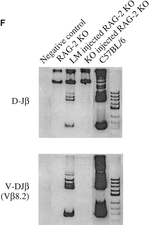 Fig. 3. Four-color flow cytometry analysis of T and B lymphocyte subpopulations in the thymus, BM, and lymph node of chimeric mice. The mice were killed at 2 or 8 months after injection of HSCs. Gate used to define donor-derived cells were set according to the expression of Ly5.2 and Ly5.1. Results shown are representative of eight experiments. B cell subpopulations in BM (A) and lymph node (B) of chimeric mice. Single cell suspensions of BM cells were stained with donor-specific MoAb (anti-Ly5.2), B220, Gr-1, and IgM. The two-color contour plots of the expression of B220 and Gr-1 are shown (A, upper) and expression of B220 and IgM is shown (A, lower). Two color contour plots of B220 and IgM expression analyzed at 2 months (upper) and 8 months (lower) are shown in B. CD4 and CD8 expression on donor-derived cells in thymus (C) or lymph node (D). Two-color contour plots from analysis at 2 months after injection (upper) and 8 months after injection (lower) are shown. / (E) Short-term T-cell development in the thymus of recipient animals. Purified HSCs from bcl-2−/− or +/− BM are injected into 6.5 Gy irradiated RAG-2 KO recipients, and analyzed for CD4, CD8, or TCRαβ expression on donor-derived cells in thymus at indicated periods after transplantation. Two-color contour plots of CD4 and CD8 expression (upper) or single color histogram of TCRαβ expression (lower) are shown. (F ) PCR analysis of D-Jβ and V-DJβ gene rearrangements in the thymocytes. Genomic DNA prepared from thymocytes of indicated recipient animals was subject to the gene rearrangement analysis using indicated PCR primers and probes, as describe in Materials and Methods. In all experiments measuring DNA rearrangements, equal amounts (0.5 μg/reaction) of genomic DNA were used for PCR amplification to minimize possible deviation among multiple PCR reactions. The sensitivity for every PCR detection was normalized by pre-titrating PCR cycle numbers. For the analysis of D-Jβ rearrangement, unrearranged DNA gives 1.8 kb signals corresponding to germline D-Jβ2, whereas the rearrangement gives six discrete signals corresponding to rearranged D-J genes using six Jβ2 segments. For the analysis of Vβ8.2-DJβ, unrearranged DNA gives no signals, whereas the rearrangement gives discrete signals corresponding to rearranged genes. Biotinylated Hinf I fragments of pX174 DNA (726-24 bp; GIBCO-BRL) were used as a molecular weight marker.