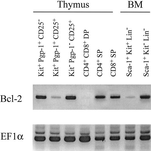 Fig. 6. Expression of bcl-2, EF1α was examined by RT-PCR in total cellular RNA isolated from various cell fractions in thymus and BM of C57BL/6 mice. Four-color combinations of reagents specific for c-Kit, CD44, CD25, and CD4+CD8 mixture were used to discriminate three fractions in CD4/CD8 double negative thymocytes. In BM, three-color combinations with c-Kit, Sca-1, and a lineage mixture were used to discriminate two fractions associated with Kit and Sca-1 expression in Lin-cells. Similar results were obtained in three other experiments.