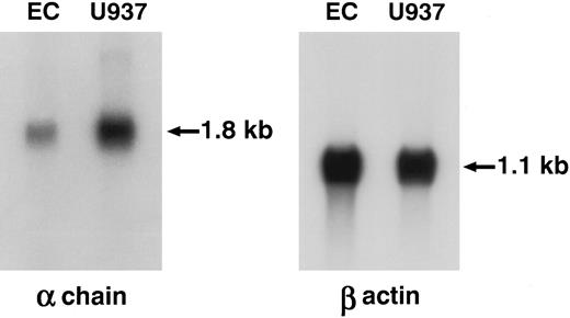 Fig. 3. Northern blot analysis of α chain of GM-CSFR and of β actin in ECs and in U937 cell lines. Seven micrograms of PolyA+ RNA was run in a formaldehyde-agarose gel and after blotting to Duralon membrane, hybridized to α-chain– and β-actin–specific probes. Transcripts have been visualized by autoradiography. This experiment is representative of three performed with similar results.