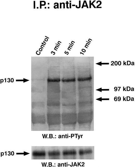 Fig. 4. Time course of GM-CSF–induced tyrosine phosphorylation of JAK2. Quiescent ECs were incubated with 10 ng/mL of GM-CSF in M199-BSA at 37°C, lysed, and proteins immunoprecipitated with anti-JAK2 antibody. Immunoprecipitate was analyzed by SDS-PAGE followed by immunoblotting with antiphosphotyrosine antibody. Subsequently, blots were reprobed with anti-JAK2 antibody (lower panel). This experiment is representative of five performed with similar results.