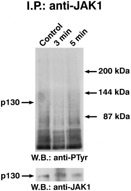 Fig. 5. Time course of GM-CSF–induced tyrosine phosphorylation of JAK1. Quiescent ECs were incubated with 10 ng/mL of GM-CSF in M199-BSA at 37°C, lysed, and proteins immunoprecipitated with anti-JAK2 antibody. Immunoprecipitate was analyzed by SDS-PAGE followed by immunoblotting with antiphosphotyrosine antibody. Subsequently, blots were reprobed with anti-JAK1 antibody (lower panel). This experiment is representative of two performed with similar results.