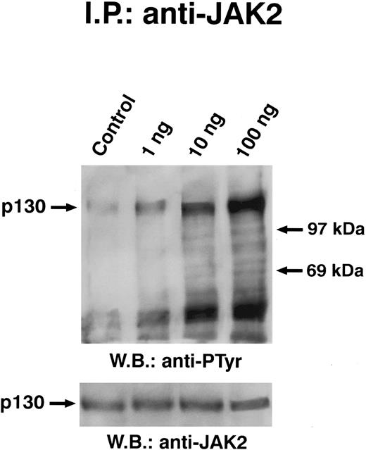 Fig. 6. Dose dependence of GM-CSF–induced tyrosine phosphorylation of JAK2. Quiescent ECs were incubated with different amounts of GM-CSF (ng/mL) in M199-BSA for 5 minutes at 37°C, lysed, and proteins immunoprecipitated with anti-JAK2 antibody. Immunoprecipitate was analyzed by SDS-PAGE followed by immunoblotting with antiphosphotyrosine antibody. Subsequently, blots were re-probed with anti-JAK2 antibody (lower panel). This experiment is representation of five performed with similar antibody. In this experiment, the 200-kD molecular marker remained at the top of the gel.