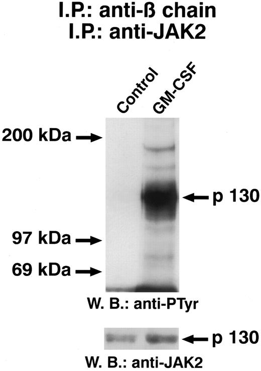 Fig. 8. GM-CSF–induced tyrosine phosphorylation of JAK2 associated with GM-CSFR β chain. Quiescent ECs were incubated for 5 minutes at 37°C in M199-BSA with GM-CSF (50 μg/mL) and cell lysate were immunoprecipitated with β-chain antiserum. After protein solubilization from Protein A-Sepharose, samples were further subjected to a second immunoprecipitation with anti-JAK antibody. Samples were analyzed by SDS-PAGE followed by immunoblotting with antiphosphotyrosine antibody. Subsequently, blot was reprobed with anti-JAK2 antibody (lower panel). The figure is representative of five similar experiments.