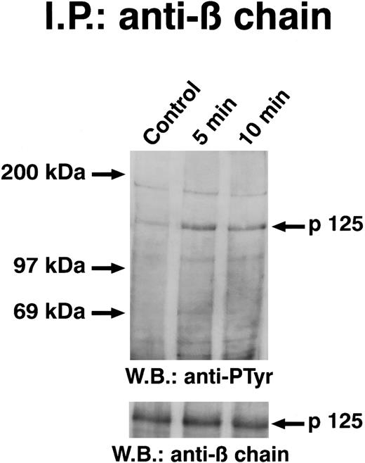 Fig. 9. Time course of GM-CSF–induced tyrosine phosphorylation of GM-CSFR β chain. Quiescent ECs were incubated with GM-CSF (20 ng/mL) in M199-BSA at 4°C and cell lysates were immunoprecipitated with β-chain antiserum. Immunoprecipitate was analyzed by SDS-PAGE, followed by immunoblotting with antiphosphotyrosine antibody and then with anti–β-chain antibody. The figure is representative of two identical experiments.