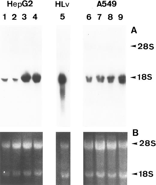 Fig. 1. Induction of FBG γ chain mRNA expression in HepG2 and A549 cells. HepG2 (lanes 1-4) and A549 (lanes 6-9) cells were treated as follows: lanes 1 and 6, no treatment; lanes 2 and 7, 0.1 μmol/L DEX; lanes 3 and 8, 25 U/mL IL-6; lanes 4 and 9, 0.1 μmol/L DEX + 25 U/mL IL-6. (A) Northern blot of 30 μg total RNA from HepG2 or A549 cells, or 5 μg human liver poly(A)+ mRNA (lane 5) probed with 32P-labeled human FBG γ chain cDNA. (B) Duplicate gel of RNA samples stained with acridine orange to confirm the integrity and amount of each RNA sample loaded. Arrowheads mark the 28S and 18S rRNAs.