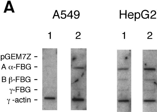 Fig. 3. Nuclear run-on transcription of A549 cells compared with HepG2 cells after induction with proinflammatory mediators. Newly synthesized transcripts were labeled with 32P-CTP, the RNA isolated and used to probe denatured target DNA corresponding to FBG Aα, Bβ, and γ chain cDNAs. The autoradiograph of the slot-blots (A) were subjected to densitometric scanning and the tracings of control (CON) and treated (DEX + IL-6) A549 (B) and HepG2 (C) cells are shown. Plasmid pGEM3Z DNA served as negative control (Neg Con), and hybridization to human γ-actin cDNA was used to normalize the data between samples.