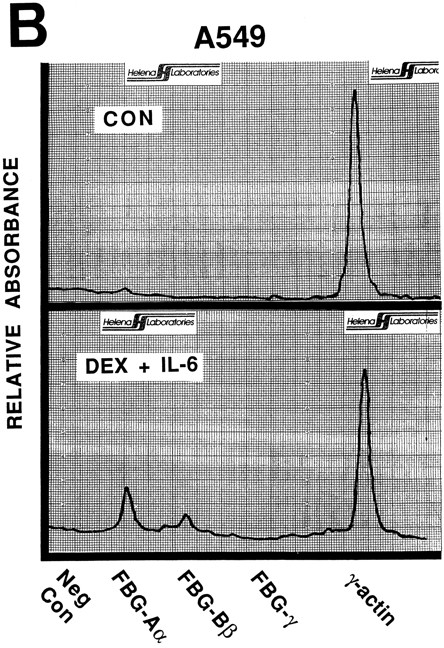 Fig. 3. Nuclear run-on transcription of A549 cells compared with HepG2 cells after induction with proinflammatory mediators. Newly synthesized transcripts were labeled with 32P-CTP, the RNA isolated and used to probe denatured target DNA corresponding to FBG Aα, Bβ, and γ chain cDNAs. The autoradiograph of the slot-blots (A) were subjected to densitometric scanning and the tracings of control (CON) and treated (DEX + IL-6) A549 (B) and HepG2 (C) cells are shown. Plasmid pGEM3Z DNA served as negative control (Neg Con), and hybridization to human γ-actin cDNA was used to normalize the data between samples.