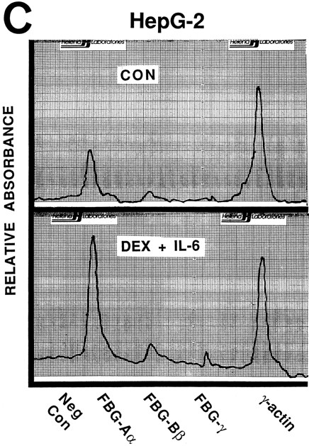 Fig. 3. Nuclear run-on transcription of A549 cells compared with HepG2 cells after induction with proinflammatory mediators. Newly synthesized transcripts were labeled with 32P-CTP, the RNA isolated and used to probe denatured target DNA corresponding to FBG Aα, Bβ, and γ chain cDNAs. The autoradiograph of the slot-blots (A) were subjected to densitometric scanning and the tracings of control (CON) and treated (DEX + IL-6) A549 (B) and HepG2 (C) cells are shown. Plasmid pGEM3Z DNA served as negative control (Neg Con), and hybridization to human γ-actin cDNA was used to normalize the data between samples.