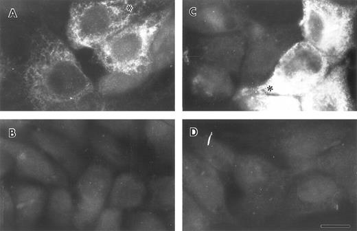 Fig. 5. Indirect immunofluorescent staining of control and DEX + IL-6 stimulated HepG2 cells. Untreated (A and B) and treated (C and D) liver epithelial cells were stained with purified anti-FBG IgG (A and C) or anti-FBG IgG pre-adsorbed with excess purified FBG (B and D). Asterisks denote positive staining in a spidery network pattern of positive staining.43 The bar = 10 μm.
