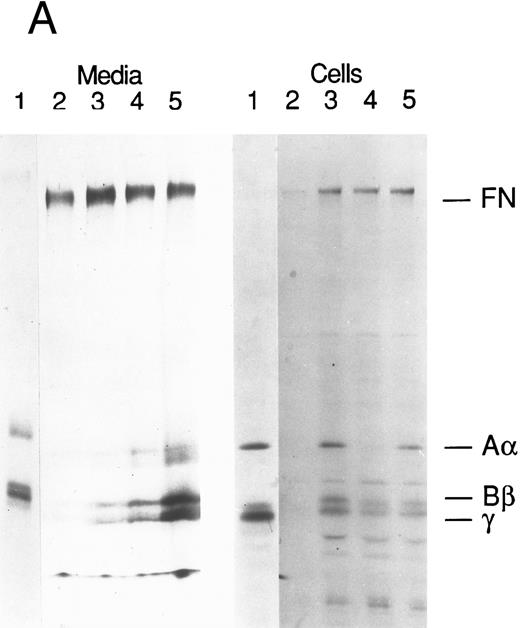 Fig. 6. Production of FBG by lung epithelial cells stimulated with pro-inflammatory mediators. Immunoprecipitation of secreted (media) and intracellular (cells) FBG was performed using purified rabbit antihuman FBG IgG coupled to Protein A-Sepharose. (A) A fluorograph of immunoprecipitated proteins electrophoresed on a 5% to 15% polyacrylamide gel after reduction and denaturation. Untreated HepG2 cells served as the positive control cell line for FBG biosynthesis. In lane 1, untreated HepG2 cells; lane 2, untreated A549 cells; lane 3, DEX-treated A549 cells; lane 4, IL-6–treated A549 cells; lane 5, DEX + IL-6–treated A549 cells. The position of migration of the FBG Aα, Bβ, and γ chain polypeptides is denoted. Fibronectin (FN) bound nonspecifically to anti-FBG IgG-Protein A-Sepharose. (B) A 2% agarose gel electrophoresis of nonreduced FBG immunoprecipitated from media of metabolically labeled A549 cells treated as described for (A), lanes 2-5; lane 1, nonreduced FBG immunoprecipitated from untreated, metabolically labeled HepG2 cell conditioned media. Molecular weight markers are denoted in the left margin.
