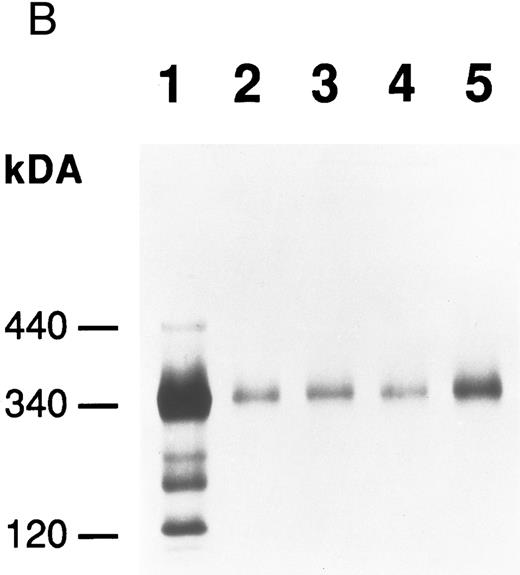 Fig. 6. Production of FBG by lung epithelial cells stimulated with pro-inflammatory mediators. Immunoprecipitation of secreted (media) and intracellular (cells) FBG was performed using purified rabbit antihuman FBG IgG coupled to Protein A-Sepharose. (A) A fluorograph of immunoprecipitated proteins electrophoresed on a 5% to 15% polyacrylamide gel after reduction and denaturation. Untreated HepG2 cells served as the positive control cell line for FBG biosynthesis. In lane 1, untreated HepG2 cells; lane 2, untreated A549 cells; lane 3, DEX-treated A549 cells; lane 4, IL-6–treated A549 cells; lane 5, DEX + IL-6–treated A549 cells. The position of migration of the FBG Aα, Bβ, and γ chain polypeptides is denoted. Fibronectin (FN) bound nonspecifically to anti-FBG IgG-Protein A-Sepharose. (B) A 2% agarose gel electrophoresis of nonreduced FBG immunoprecipitated from media of metabolically labeled A549 cells treated as described for (A), lanes 2-5; lane 1, nonreduced FBG immunoprecipitated from untreated, metabolically labeled HepG2 cell conditioned media. Molecular weight markers are denoted in the left margin.