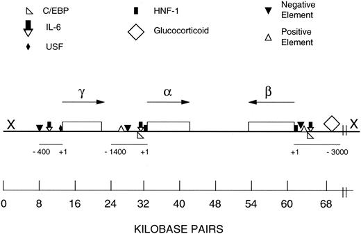 Fig. 7. Schematic representation of the human FBG locus and regulatory regions of the Aα, Bβ, and γ chain genes. FBG Aα, Bβ, and γ chain genes are single copy, and each primary transcript is produced from a single transcription initiation event.2 The FBG locus is found on chromosome 4q23-q32. The genes are drawn approximately to scale (kb bar); however, the scale of the 5′ flanking region of each gene is expanded as noted by the scale bar, which is numbered in bp from +1 to −400/−1400/−3000. The direction of transcription of each gene is indicated by the arrow. The symbol X at the 5′ end of the β chain gene represents the hypothetical location of the putative regulatory region for the coordinated expression of the FBG genes based on earlier studies.313256 The results of this study suggest that further analysis of distal sequences of the 5′ flanking regions of the γ chain gene (X) may aid in elucidation of the mechanism for coordinated induction of the FBG genes in response to IL-6 in extrahepatic tissues. The map of the FBG locus and regulatory elements were derived from other references.2,28,31,32