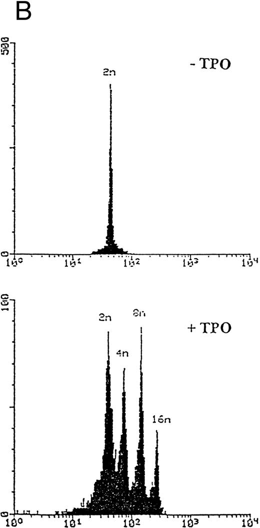 Fig. 1. Analysis of αIIbβ3 expression (A), DNA content (B), and morphology (C and D) of CD34+ cells, performed before or after 6 days of liquid culture with 100 ng/mL TPO. αIIbβ3 expression was examined with anti-CD41a MoAb directly conjugated to fluorescein and fluorescence was analyzed by FACScan. Negative controls are represented by cells treated with an isotype-matched irrelevant MoAb (anti-CD8) directly conjugated to fluorescein. The DNA content was examined by FACScan after PI staining. Cytospins were observed at light microscopy after May-Grünwald Giemsa staining (original magnification × 400). Flow cytometry results are expressed in arbitrary fluorescence units and represent means ± SD of four separate experiments.