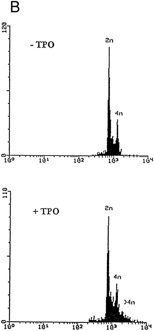 Fig. 2. Analysis of αIIbβ3 expression (A) and DNA content (B) of HEL cells, performed before or after 6 days of liquid culture with 100 ng/mL TPO. The αIIbβ3 expression and DNA content were examined as described in the legend to Fig 1. Flow cytometry results are expressed in arbitrary fluorescence units and represent means ± SD of four separate experiments.