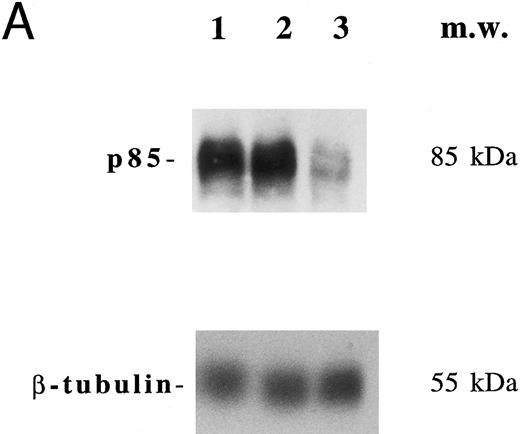 Fig. 7. Inhibition of p85 and PAC1 but not total αIIbβ3 expression upon p85 antisense treatment. HEL and primary megakaryocytic cells were treated with p85 sense or antisense oligonucleotides for 3 days, while control cells were left untreated. (A) p85 protein and β-tubulin were sequentially detected on the same filter after SDS-PAGE and Western blotting with specific antibodies. Lanes: 1, untreated HEL cells; 2, HEL cells treated with p85 sense; 3, HEL cells treated with p85 antisense. m.w., molecular weights. The expression of activated and total αIIbβ3 was analyzed by FACScan with PAC1 or anti-CD41a MoAb, respectively, in primary megakaryocytic (B) and HEL (C) cells as described in Materials and Methods. Data are expressed as means ± SD of three separate experiments.
