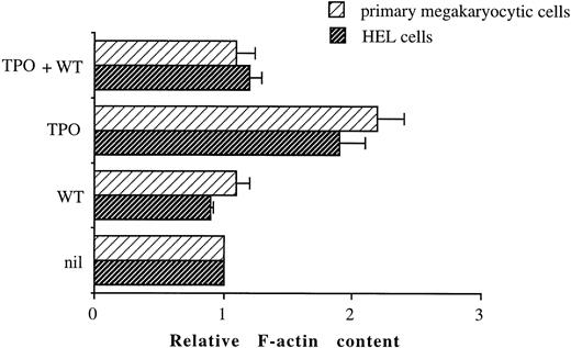 Fig. 9. TPO-induced increases in actin assembly in primary megakaryocytic and HEL cells can be inhibited by WT. Cells were either unstimulated or stimulated for 2 hours with 100 ng/mL TPO in the absence or presence of 100 nmol/L WT. After stimulation, cells were permeabilized, labeled with BODIPY fluorescein-conjugated phallacidin, and fluorescence assessed by FACScan as described in Materials and Methods. All results in a given experiment are normalized to the mean channel fluorescence of unstimulated HEL or primary CD34-derived cells, which was given an arbitrary value of 1. Relative F-actin contents greater than 1 indicate an increase in actin polymerization relative to unstimulated cells.