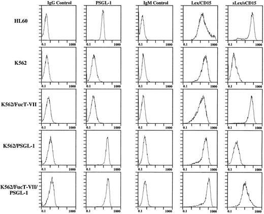 Fig. 1. Flow cytometry analysis of expression of PSGL-1, Lex/CD15, and sLex/sCD15 on K562 cells stably transfected with cDNA encoding PSGL-1, FucT-VII, or both. Note that PSGL-1 levels on K562/PSGL-1 and K562/PSGL-1/FucT-VII cells are equivalent and slightly higher than the levels of HL60 cells, and that the level of sLex on K562/PSGL-1/FucT-VII cells is lower than on K562/FucT-VII cells, corresponding to lower levels of FucT-VII mRNA (see Fig 2).