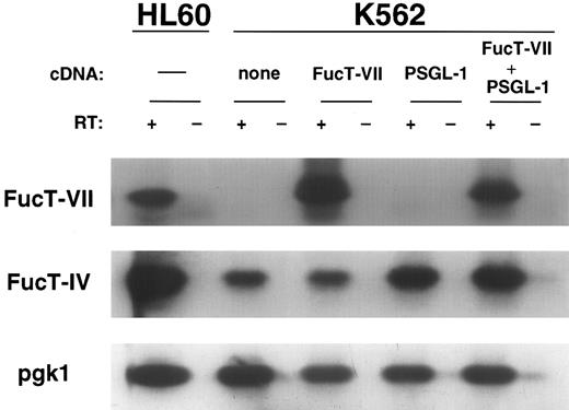 Fig. 2. RT-PCR Southern blot analysis of FucT-IV and FucT-VII mRNA expression in K562 transfectants. Essentially equivalent FucT-IV levels are seen in the K562 parents and transfectants, which are lower than the FucT-IV level in HL60 cells. Note that the FucT-VII level in K562/FucT-VII cells is greater than in K562/PSGL-1/FucT-VII cells, corresponding to the levels of surface sLex (see Fig 1). Untransfected K562 cells and K562/PSGL-1 cells express no detectable FucT-VII.