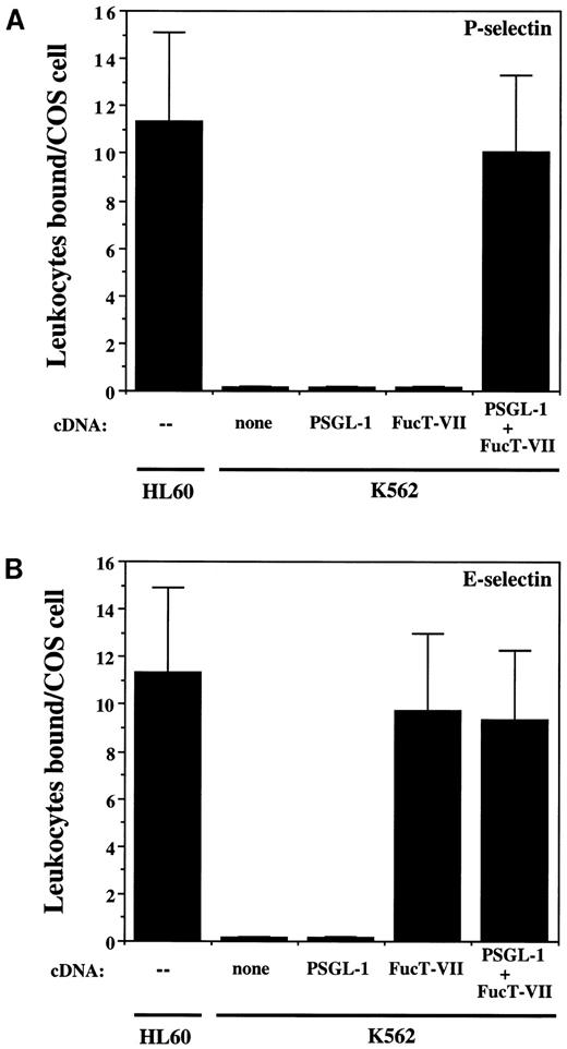 Fig. 3. Binding of K562 transfectants to COS/P-selectin and COS/E-selectin. (A) Adhesion to P-selectin; (B) adhesion to E-selectin. K562/FucT-VII cells bind well to E-selectin but do not bind to P-selectin, whereas K562/PSGL-1/FucT-VII cells bind to both.