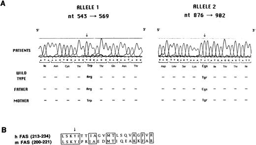Fig. 5. (A) Mutation analysis in the Fas gene. Sequence analysis performed with the Automated Laser Fluorescent A.L.F. DNA Sequencer on amplified genomic fragments encompassing nt 543-569 and nt 876-902 of the Fas cDNA is shown. (B) Sequence of human and murine Fas cDNA at the N-terminus of the death domain. The conserved amino acids are boxed. The arrow indicates the tyrosine that is mutated to cysteine in the three affected siblings and in their father.