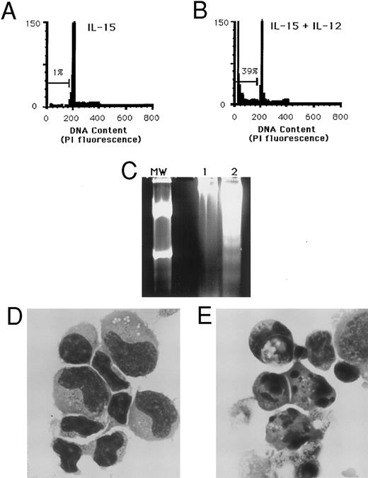 Fig. 2. Apoptosis of NK cells following costimulation with IL-15 and IL-12. (A) Purified NK cells cultured for 3 days in medium containing 15 ng/mL IL-15 alone have only 1% of nuclei within the hypodiploid DNA fraction. (B) A parallel culture of NK cells from the same individual in the presence of IL-15 and 3 ng/mL IL-12 shows 39% of nuclei in the hypodiploid DNA region that characterizes apoptosis. (C) Agarose gel electrophoresis of total DNA from CD3−CD56+ NK cells that were cultured for 3 days in IL-15 alone (lane 1) or IL-15 and IL-12 (lane 2). Genomic DNA was isolated from an equal number of wells initially containing 1.4 × 106 sorted NK cells. MW indicates a molecular weight standard. The DNA laddering effect characteristic of apoptosis is seen in lane 2. (D) Cytospin preparation of CD3−CD56+ NK cells cultured 3 days in IL-15 alone or (E) IL-15 and IL-12, with nuclear fragmentation and membrane blebbing characteristic of apoptosis. (Wright Giemsa stain, original magnification × 330.) These results are representative of four independent experiments. Similar results were obtained when IL-2 was substituted for IL-15 (data not shown).