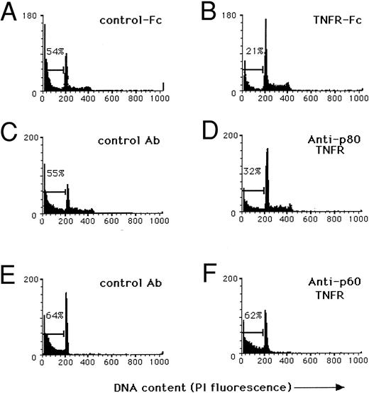 Fig. 4. Autocrine production of TNF-α contributes to cytokine-induced apoptosis of human NK cells via the p80 TNF-αR. In each condition described below, purified CD3−CD56bright+ NK cells were isolated from fresh blood10 and cultured at 1 × 105 cells/well for 3 days in medium containing 15 ng/mL IL-15 and 3 ng/mL IL-12, after which nuclei were stained with PI to obtain a quantitative measurement of apoptosis. (A) Culture in the presence of a nonreactive receptor fusion protein (IL-4R-Fc , 500 μg/mL) shows 54% of nuclei in the hypodiploid peak, characteristic of apoptosis, while (B) culture in the presence of a TNFR-Fc fusion protein (500 μg/mL) partially neutralizes TNF-α and shows only 21% of nuclei in the hypodiploid peak. (C) Cultures containing a nonreactive isotype control MoAb (50 μg/mL) show 55% of nuclei in the hypodiploid fraction of DNA while (D) incubation with a blocking MoAb to the p80 TNF-αR (M1, 50 μg/mL) shows 32% of nuclei in the hypodiploid DNA fraction. (E) Cultures containing a nonreactive isotype control MoAb (50 μg/mL) show 64% of NK cell nuclei in the hypodiploid fraction of DNA and (F ) incubation with a blocking MoAb to the p60 TNF-αR (M50, 50 μg/mL) shows no measurable effect compared with control. Results were obtained with NK cells from a single donor and are representative of three experiments using different donors.