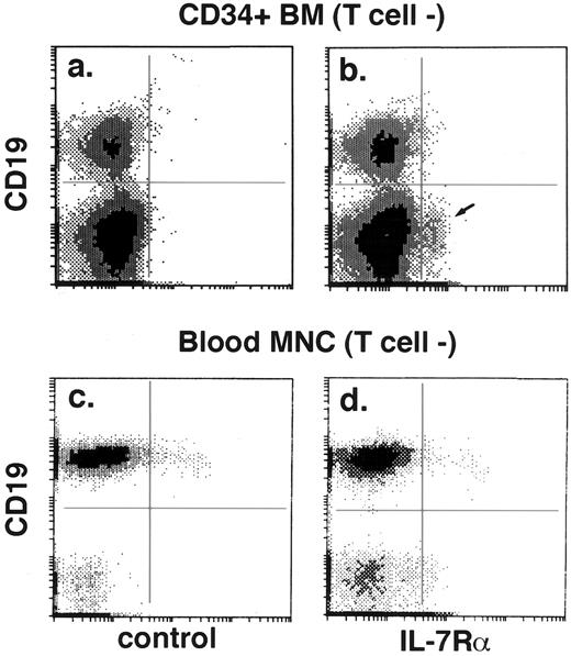 Fig. 1. Expression of IL-7Rα in bone marrow progenitors but not blood B cells. Histogram of IL-7Rα v CD19 (b and d) or control IgG1 v CD19 (a and c) in affinity-column–enriched CD34+ marrow cells (a and b) and peripheral blood mononuclear cells (MNC) (c and d). Both axes on all flow cytometry histograms indicate relative fluorescence intensity in a logarithmic scale (4 decades for Figs 1 and 2, and 3 decades for Figs 4 and 5). In all histograms, dashed lines indicate the fluorescence cutoff for positivity based on cells stained with control IgG. T cells were gated out on the basis of CD3, CD4, or CD8 expression. A small subpopulation (2.8%) of CD19-cells in the CD34+ bone marrow (b, arrow) are specifically stained by anti–IL-7Rα antibody. The proportion of cells in the four quadrants of (a) is 14.5%, 0.4%, 84.6%, and 0.5%, and of (b), 14.4%, 0.5%, 81.9%, and 3.3%. CD19+ (mature B) cells in peripheral blood are IL-7Rα− (d), although some non-B cells in the blood show weak IL-7Rα expression. The proportion of cells in the four quadrants of (c) is 49.9%, 2.2%, 47.6%, and 0.3%, and of (d), 50.7%, 1.7%, 44.5%, and 3.1%.