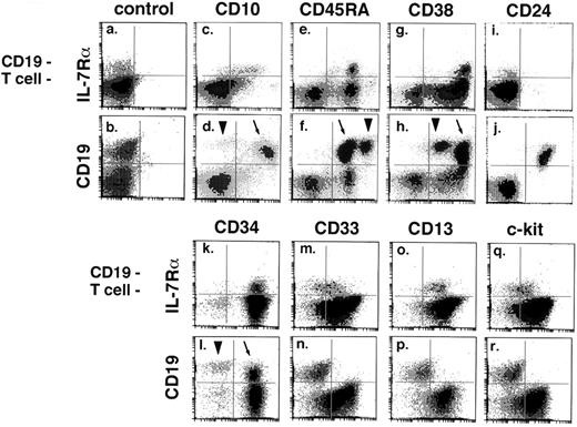 Fig. 2. Surface phenotype of IL-7Rα+ progenitors and CD19+ B-lineage cells. Affinity-column–enriched CD34+ marrow cells were stained with a 4-color combination. For each surface marker, paired histograms are presented: IL-7Rα v marker in the CD19−/T− gated fraction, and CD19 v marker. The CD19+ fraction in CD34+ enriched marrow is mostly CD34+ pro-B cells, with a smaller population of contaminating CD34−/CD19+ mature B cells (pre–B-cell contamination is infrequent in affinity-column–enriched CD34+ cells). Where distinguishable, the pro–B-cell population is indicated by an arrow and the B-cell population by an arrowhead. Antigen expression in the pro–B- and B-cell CD19+ fractions was verified by staining with CD34 in a separate experiment. Panels include results from three different experiments (IgG controls were performed in each experiment). Each staining result was confirmed by three to eight replicate experiments on different bone marrow specimens. IL-7Rα+ progenitors are CD10+/CD45RA+/CD38++/CD24−/CD34+/CD33dim+/CD13+/c-kitdim+.