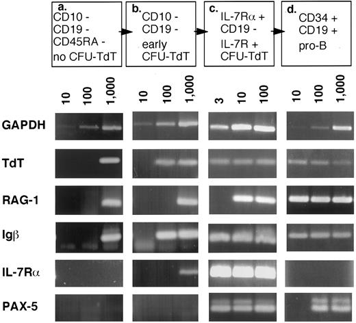 Fig. 7. Lymphoid- and B-lineage–related genes appear in CD34+/CD19− subpopulations and are highly expressed in IL-7Rα+ progenitors. Sorting experiments were performed to isolate four sequential progenitor subpopulations with increasing lymphoid potential, representing populations containing no CFU-TdT (a), early CFU-TdT lacking differentiation potential (b), IL-7Rα+ CFU-TdT (c), and pro-B cells (d). For clarity, only the early B-lineage markers CD10 and CD19 are listed in the figure among the lineage markers used, which included CD10, CD19, CD20, CD11c, and CD5. The indicated quantity of cDNA (cell equivalents based on the original number of cells sorted) was used as template in the nested PCR reaction. For each gene, results of replicate experiments on a total of two to four separate bone marrow samples were similar to the representative experiments shown, except where noted in the text.