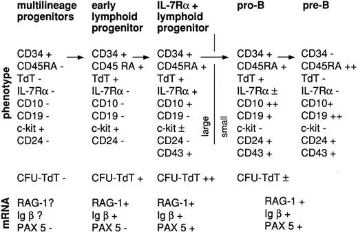 Fig. 8. Proposed sequence of gene expression in progenitors with increasing potential for lymphoid and B-lineage differentiation in short-term stromal-dependent in vitro culture.