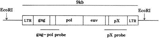 Fig. 1. Genomic structure of HTLV-I and probe region.