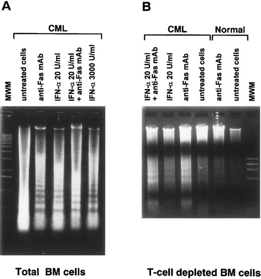 Fig. 6. Induction of apoptosis in culture of total and T-cell–depleted BM cells from a normal subject and from a patient with CML stimulated by anti-Fas MoAb. (A) and (B) Ethidium bromide staining of agarose gel after electrophoresis of low–molecular-weight DNA. DNA was extracted from 1 × 106 total BM cells (A) and T-cell–depleted BM cells (B) after culture for 48 hours in the presence of the indicated concentrations of IFN-α. Anti-Fas MoAb was used at a concentration of 1 μg/mL.