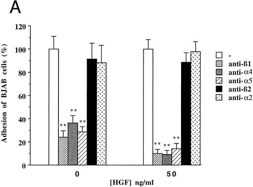 Fig. 4. Effect of monoclonal blocking antibodies (A) and genistein (B) on adhesion of c-MET positive BJAB cells to FN. Data described in (A) and (B) represent the mean ± SD of triplicates from a representative of four experiments. ** In (A), significant difference (P < .01) between adhesion to FN without blocking antibodies and with blocking antibodies; ** in (B), Significant difference (P < .01) between adhesion to FN in the presence of HGF/SF without genistein and 20 μmol/L or 100 μmol/L genistein; # in (B), Significant difference (P < .05) between adhesion to FN in the presence of 20 μmol/L genistein without and with HGF/SF.
