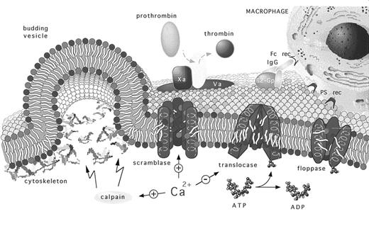 Fig. 1. The regulation and physiology of membrane phospholipid asymmetry. This model describes how membrane phospholipid asymmetry is generated, maintained, and perturbed as a prerequisite to various phosphatidylserine-related pathophysiologies. Membrane lipid asymmetry is regulated by the cooperative activities of three transporters. The ATP-dependent aminophospholipid-specific translocase, which rapidly transports PS and PE from the cell's outer-to-inner leaflet; the ATP-dependent nonspecific lipid floppase, which slowly transports lipids from the cell's inner-to-outer leaflet; and the Ca2+-dependent nonspecific lipid scramblase, which allows lipids to move randomly between both leaflets. The model predicts that the translocases are targets for Ca2+ that directly regulates the transporter's activities. The figure shows that elevated intracellular Ca2+ induces PS randomization across the cell's plasma membrane by providing a stimulus that positively and negatively regulates scramblase and translocase activities, respectively. At physiologic Ca2+ concentrations, PS asymmetry is promoted because of an active translocase and floppase but inactive scramblase. Depending on the type of cell, elevated intracellular Ca2+ levels can be achieved by cellular activation that generally results in the concomitant influx and accumulation of extracellular Ca2+ and by its release from intracellular stores. Increased cytosolic Ca2+ can also result in calpain activation, which facilitates membrane blebbing and the release of PS-expressing procoagulant microvesicles. Exposure of PS at the cell's outer leaflet. The appearance of PS at the cell's outer leaflet promotes coagulation and thrombosis by providing a catalytic surface for the assembly of the prothrombinase and tenase (not shown) complexes and marks the cell as a pathologic target for elimination by phagocytes. Recognition of the PS-expressing targets can occur by both antibody-dependent and direct receptor-mediated pathways. (Aminophospholipids are shown with red polar headgroups and cholinephospholipids with blue polar headgroups, see cover photo; β2-Gp, β2-glycoprotein-I; rec, receptor).