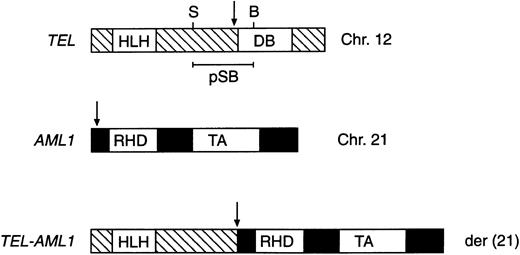 Fig. 1. Schematic representation of the TEL/AML1 fusion formed by the t(12; 21). The TEL gene, located at chromosome 12, band p13 (Chr. 12), encodes a protein containing helix-loop-helix (HLH) and DNA-binding (DB) domains. AML1, located on chromosome 21 (Chr. 21), encodes a protein that contains a transactivation domain (TA) and a runt homology domain (RHD). Sac I (S) and BamHI (B) sites, as well as probe pSB, are shown in TEL. The der(21) product fuses the 5′ portion of TEL, containing the helix-loop-helix domain, to nearly all of AML1. Arrows indicate the t(12; 21) breakpoints in each gene and the site of fusion.