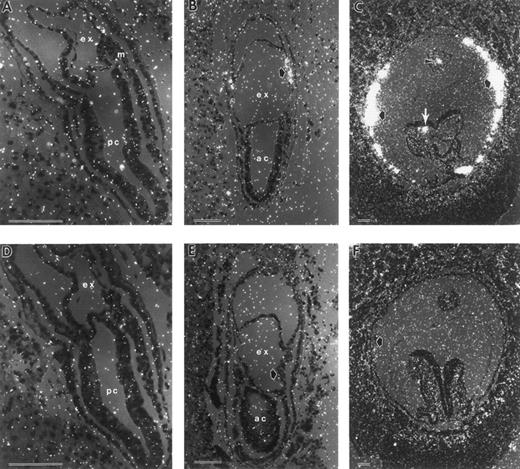 Fig. 2. In situ hybridization with βH1-globin antisense (A through C) and sense probes (D through F ) of late-primitive streak (A and C), neural plate (B and D) and early somite stage (C and F ) conceptuses. (A) Late-primitive streak stage conceptus with no signal above background. (B) Neural plate stage conceptuses (E7.5), with βH1-globin transcripts localized to the mesodermal cell mass (closed arrow). (C) Early somite stage conceptuses with high levels of βH1-globin mRNA present in yolk sac blood islands (closed arrows), and blood cells within the allantois (arrowhead) and the dorsal aorta of the embryo proper (white arrow). (D through F ) Sections of equivalent staged embryos probed with sense βH1-globin gave no signal above background. ac, amniotic cavity; ex, exocoelomic cavity; m, mesoderm; pc, proamniotic cavity. Each scale bar represents 100 μm.