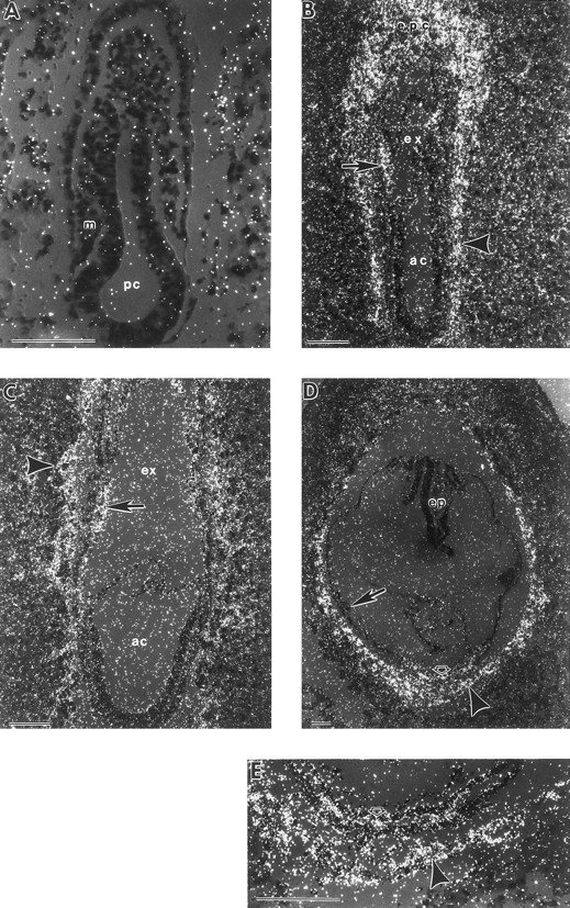 Fig. 4. In situ hybridization with a GATA-2 antisense probe. (A) Mid-primitive streak stage conceptus with no detectable signal over background in the embryo proper. (B) Late-primitive streak stage conceptus with GATA-2 mRNA expression evident both in the ectoplacental cone (epc) and in trophoblast cells (arrowhead). There is also expression evident in the mesoderm cell masses (arrow). (C) Neural plate stage conceptus with GATA-2 mRNA expression in trophoblast cells (arrowhead) and in mesodermal cell masses (arrow). (D) Early somite stage conceptus with continued signal in trophoblast giant cells (arrowhead). GATA-2 mRNA is detected in the extraembryonic ectoderm of the chorion (open arrow), but has been downregulated in yolk sac blood islands (closed arrow). (E) Higher magnification of the lower region of (D), showing GATA-2 mRNA expression in the chorion (open arrow) and trophoblast giant cells (arrowhead). Sense controls had high generalized background, but no localized signal (data not shown). ac, amniotic cavity; ex, exocoelomic cavity; pc, proamniotic cavity; m, mesoderm; ep, embryo proper. Each scale bar represents 100 μm.