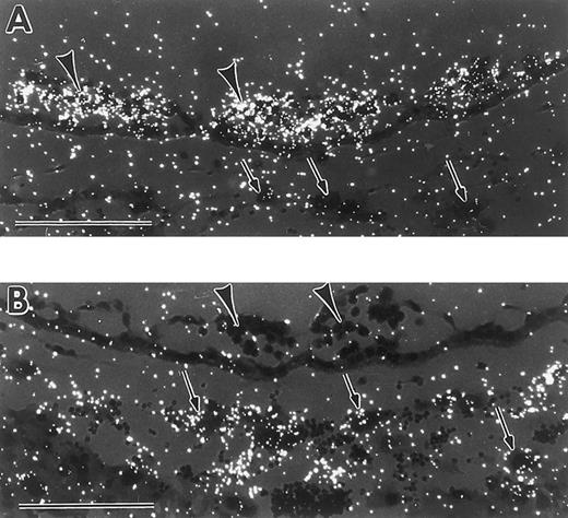 Fig. 5. Differential expression patterns of GATA-1 and GATA-2 in yolk sac blood islands and giant trophoblast cells at the early somite stage. (A) In situ hybridization with a GATA-1 antisense probe, showing signal in yolk sac blood islands (arrowheads), and lack of signal in trophoblast giant cells (arrows). (B) In situ hybridization with a GATA-2 antisense probe, showing lack of signal in yolk sac blood islands (arrowheads), and presence of signal in trophoblast cells (arrows). Scale bars represent 100 μm.