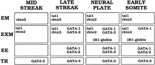 Fig. 8. Summary of tal-1, rbtn2, GATA-1, GATA-2, and βH1-globin mRNA expression patterns during murine gastrulation. Captions at the top of the figure indicate developmental stages. Abbreviations at the side of the figure indicate the different tissues in which signal was detected. EM, embryonic mesoderm; EXM, extraembryonic mesoderm; EE, extraembryonic ectoderm; TR, trophoblast giant cells or their precursors. Genes expressed at a particular stage and in a particular tissue are designated in the appropriate box.