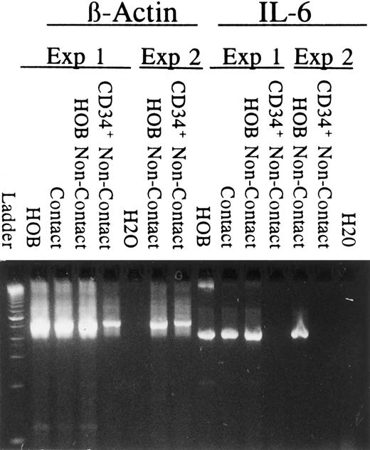 Fig. 5. RT-PCR detection of IL-6 mRNA. RT-PCR was performed (35 cycles) to detect mRNA for β-actin and IL-6 from cells recovered from dual-chambered plates at 96 hours in which IL-6 protein levels were known. Primers were designed to cross intron/exon boundaries. Negative controls included omitting reverse transcriptase (not shown) from the reverse transcription reaction or using H2O. Results from two independent experiments are presented. mRNA from osteoblasts only (HOB), mRNA from osteoblasts and CD34+ cells in coculture (contact), mRNA from osteoblasts recovered from dual-chambered coculture (HOB noncontact), and mRNA from CD34+ cells recovered from dual-chambered coculture (CD34+ non-contact).