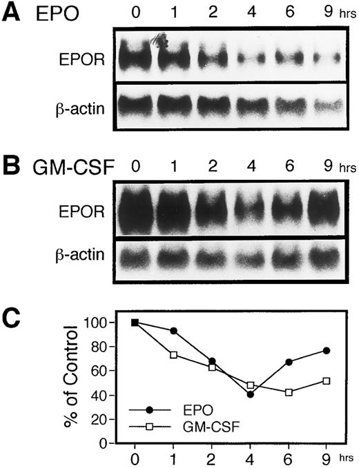 Fig. 1. EPO as well as GM-CSF induces a transient reduction in the level of EPOR mRNA in UT-7 cells. The effects of EPO and GM-CSF on the expression of EPOR mRNA in UT-7 cells was examined by RNA blot hybridization analysis. Logarithmically growing cells were deprived of growth factors for 16 hours in IMDM containing 10% FBS and then stimulated with 10 U EPO/mL (A) or 10 ng GM-CSF/mL (B). The total cellular RNA was isolated from the cells at the time points indicated. RNAs (20 μg/lane) were electrophoresed on a formaldehyde/agarose gel. The RNAs were then transferred to a nylon membrane and hybridized to 32P-labeled human EPOR cDNA as a probe. (C) Densitometric analysis of the data presented in (A) and (B). The amounts of the mRNAs were quantitated and normalized to β-actin mRNA levels.