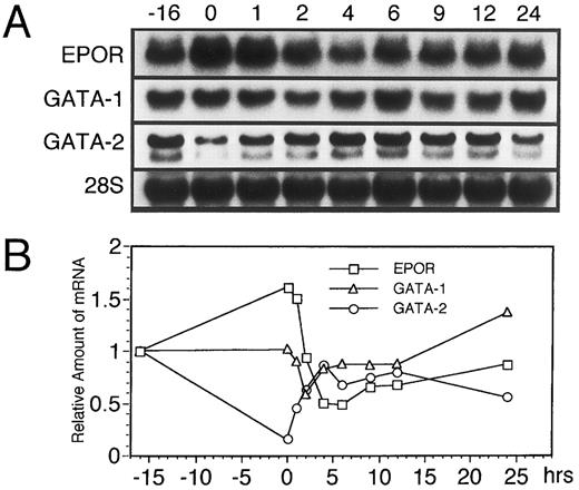 Fig. 3. EPO induces a transient reduction in the level of GATA-1 mRNA followed by downregulation of EPOR mRNA in UT-7 cells. The effect of EPO on the expression of both EPOR, GATA-1, and GATA-2 mRNAs in UT-7 cells was examined by RNA blot hybridization analysis. Logarithmically growing cells were deprived of growth factors for 16 hours in IMDM containing 10% FBS and then stimulated with 10U EPO/mL (time 0). (A) Northern blot analysis. The total cellular RNA was isolated from the cells at the time points indicated. The RNAs (20 μg/lane) were electrophoresed on a formaldehyde/agarose gel. RNAs were then transferred to a nylon membrane and hybridized to 32P-labeled probes. The amount of RNA loaded in each lane was assessed by the intensity of the 28S ribosomal RNA bands. (B) Densitometric analysis of the data presented in (A). The amounts of the mRNAs were quantitated and normalized to 28S ribosomal RNA levels.