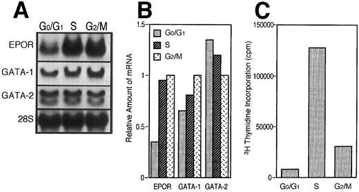 Fig. 4. EPOR and GATA-1 gene expression depends on the cell-cycle event. (A) Northern blot analysis of EPOR, GATA-1, and GATA-2 mRNA levels. Log phase-growing UT-7 cells were fractionated according to cell-cycle phase by centrifugal elutriator. Then each RNA was isolated from the fractionated cells. (B) Densitometric analysis of the data presented in (A). The amount of RNA loaded in each lane was assessed by the intensity of the 28S ribosomal RNA bands. The data show the relative ratio of the amount of mRNA in G0/G1 or S phase to that of G2/M phase. (C) 3H-thymidine incorporation into the cells used for Northern blot analysis above.