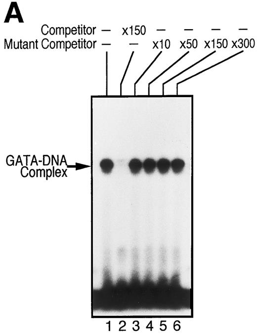 Fig. 5. GATA-1 is directly involved in EPO-induced downregulation of EPOR mRNA level. (A) Specific recognition of GATA-protein to the oligonucleotide probe containing GATA-binding consensus sequence (A/T)GATA(A/G) located at the EPOR promoter region. Nuclear extracts from UT-7 cells were incubated with labeled wild-type oligonucleotide probe, and EMSA was performed as described in the Materials and Methods. Unlabeled wild-type or mutant oligonucleotides were added at an excess of the indicated fold. (B) Specific binding of GATA-1 protein to GATA-binding consensus sequence located at the EPOR promoter region. Nuclear extracts prepared from UT-7 cells were preincubated with an excess of antimurine GATA-1 polyclonal antibody, antichicken GATA-2 monoclonal antibody, or preimmune serum, then incubated with a double-stranded 32P-labeled oligonucleotide probe containing the GATA-binding consensus sequence or the mutant oligonucleotide probe, and EMSA was performed as described in the Materials and Methods. The GATA-1 protein extracted from MEL cells was used as a positive control and supershifted by preincubation with antimurine GATA-1 monoclonal antibody (*). Supershifted complexes are indicated (SS). (C) Time course of specific GATA-1–binding activity detected in EPO-stimulated UT-7 cells. GATA-1–binding activity induced by EPO treatment was analyzed by EMSA method. A double-stranded 32P-labeled wild-type oligonucleotide probe was incubated with nuclear extracts from the UT-7 cells stimulated with 10 U EPO/mL for the indicated times. Unlabeled competitor DNA was added at 150-fold excess. EMSA with the oligonucleotides corresponding to Sp1 consensus sequence (upper strand: 5′-ATTCGATCGGGGCGGGGCGAG-3′ ) was simultaneously performed to show the amount of protein loaded on the gel.