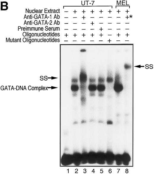 Fig. 5. GATA-1 is directly involved in EPO-induced downregulation of EPOR mRNA level. (A) Specific recognition of GATA-protein to the oligonucleotide probe containing GATA-binding consensus sequence (A/T)GATA(A/G) located at the EPOR promoter region. Nuclear extracts from UT-7 cells were incubated with labeled wild-type oligonucleotide probe, and EMSA was performed as described in the Materials and Methods. Unlabeled wild-type or mutant oligonucleotides were added at an excess of the indicated fold. (B) Specific binding of GATA-1 protein to GATA-binding consensus sequence located at the EPOR promoter region. Nuclear extracts prepared from UT-7 cells were preincubated with an excess of antimurine GATA-1 polyclonal antibody, antichicken GATA-2 monoclonal antibody, or preimmune serum, then incubated with a double-stranded 32P-labeled oligonucleotide probe containing the GATA-binding consensus sequence or the mutant oligonucleotide probe, and EMSA was performed as described in the Materials and Methods. The GATA-1 protein extracted from MEL cells was used as a positive control and supershifted by preincubation with antimurine GATA-1 monoclonal antibody (*). Supershifted complexes are indicated (SS). (C) Time course of specific GATA-1–binding activity detected in EPO-stimulated UT-7 cells. GATA-1–binding activity induced by EPO treatment was analyzed by EMSA method. A double-stranded 32P-labeled wild-type oligonucleotide probe was incubated with nuclear extracts from the UT-7 cells stimulated with 10 U EPO/mL for the indicated times. Unlabeled competitor DNA was added at 150-fold excess. EMSA with the oligonucleotides corresponding to Sp1 consensus sequence (upper strand: 5′-ATTCGATCGGGGCGGGGCGAG-3′ ) was simultaneously performed to show the amount of protein loaded on the gel.