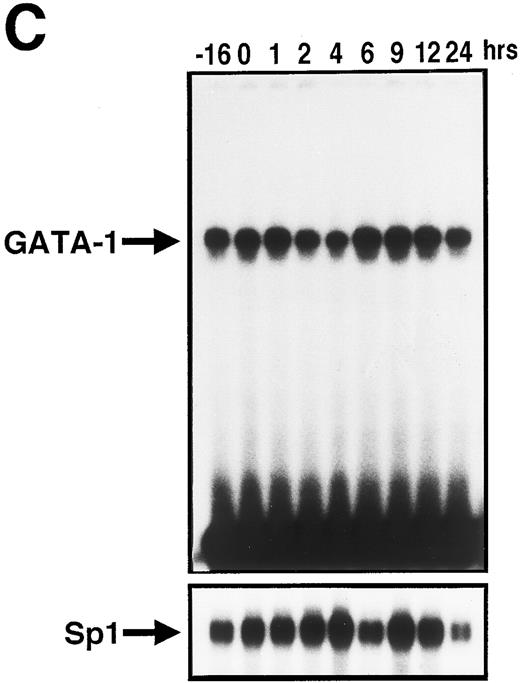 Fig. 5. GATA-1 is directly involved in EPO-induced downregulation of EPOR mRNA level. (A) Specific recognition of GATA-protein to the oligonucleotide probe containing GATA-binding consensus sequence (A/T)GATA(A/G) located at the EPOR promoter region. Nuclear extracts from UT-7 cells were incubated with labeled wild-type oligonucleotide probe, and EMSA was performed as described in the Materials and Methods. Unlabeled wild-type or mutant oligonucleotides were added at an excess of the indicated fold. (B) Specific binding of GATA-1 protein to GATA-binding consensus sequence located at the EPOR promoter region. Nuclear extracts prepared from UT-7 cells were preincubated with an excess of antimurine GATA-1 polyclonal antibody, antichicken GATA-2 monoclonal antibody, or preimmune serum, then incubated with a double-stranded 32P-labeled oligonucleotide probe containing the GATA-binding consensus sequence or the mutant oligonucleotide probe, and EMSA was performed as described in the Materials and Methods. The GATA-1 protein extracted from MEL cells was used as a positive control and supershifted by preincubation with antimurine GATA-1 monoclonal antibody (*). Supershifted complexes are indicated (SS). (C) Time course of specific GATA-1–binding activity detected in EPO-stimulated UT-7 cells. GATA-1–binding activity induced by EPO treatment was analyzed by EMSA method. A double-stranded 32P-labeled wild-type oligonucleotide probe was incubated with nuclear extracts from the UT-7 cells stimulated with 10 U EPO/mL for the indicated times. Unlabeled competitor DNA was added at 150-fold excess. EMSA with the oligonucleotides corresponding to Sp1 consensus sequence (upper strand: 5′-ATTCGATCGGGGCGGGGCGAG-3′ ) was simultaneously performed to show the amount of protein loaded on the gel.