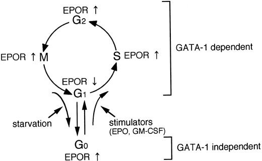 Fig. 6. A schematic illustration of the relationship between EPOR and GATA-1 gene expression and cell cycle.