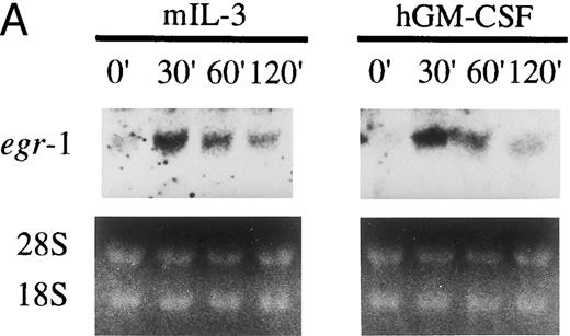Fig. 1. Induction of transcription of egr-1 by mIL-3 or hGM-CSF in BA/FGMR cells. (A) Induction of egr-1 mRNA was analyzed by Northern blot analysis. Total RNA of BA/FGMR cells stimulated by either mIL-3 or hGM-CSF at the indicated time was subjected to Northern blot analysis using egr-1 cDNA fragment as a probe. (B) Plasmid-containing egr-1 promoter fragment (nts ;k2606 to ;k18) fused to CAT coding region was transfected to BA/FGMR cells, and CAT activities induced by either mIL-3, hGM-CSF, or mIL-4 were analyzed by diffusion analysis, as described in the Materials and Methods.